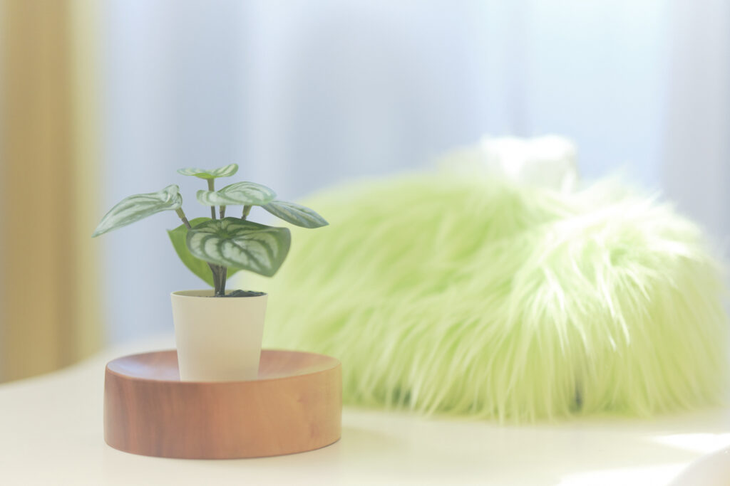 エブリネット新宿2_ティッシュボックス、観葉植物